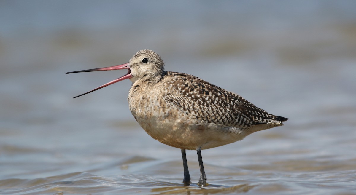 Marbled Godwit - ML608476224