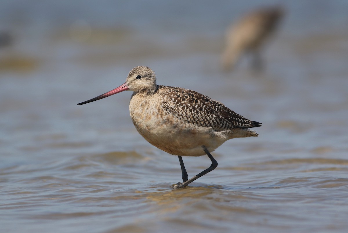 Marbled Godwit - ML608476225