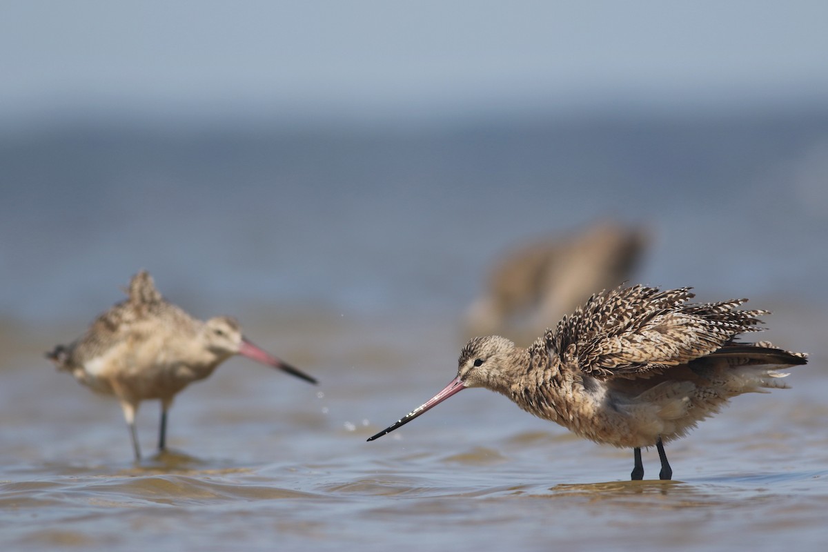 Marbled Godwit - ML608476227