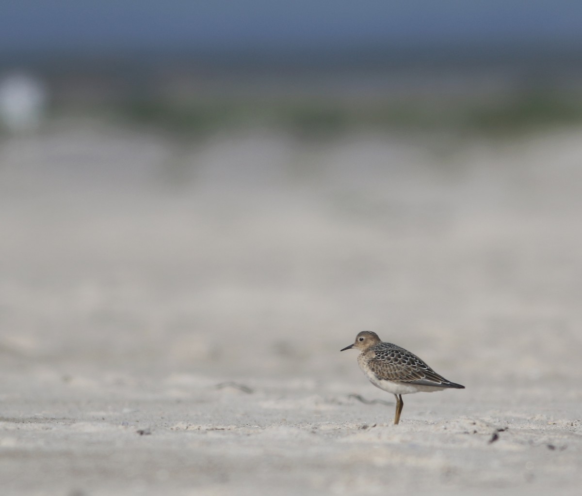 Buff-breasted Sandpiper - ML608476233