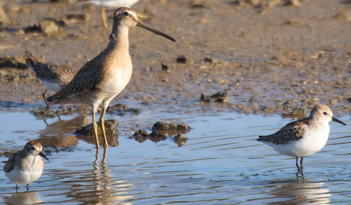 kortnebbekkasinsnipe - ML608476246