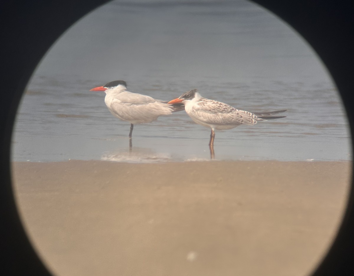 Caspian Tern - ML608476248