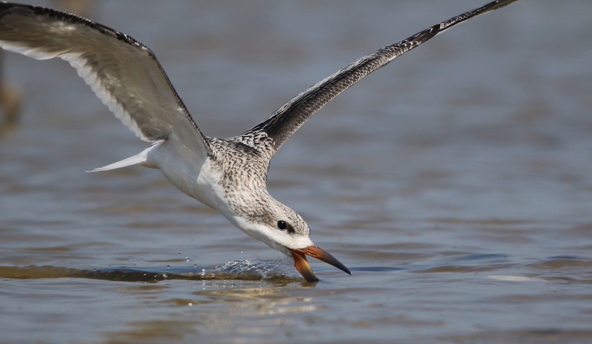 Black Skimmer - Taylor Sturm