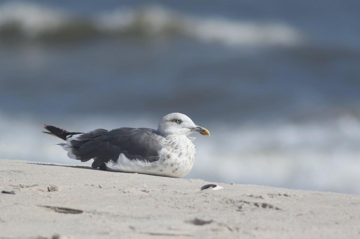 Lesser Black-backed Gull - Taylor Sturm