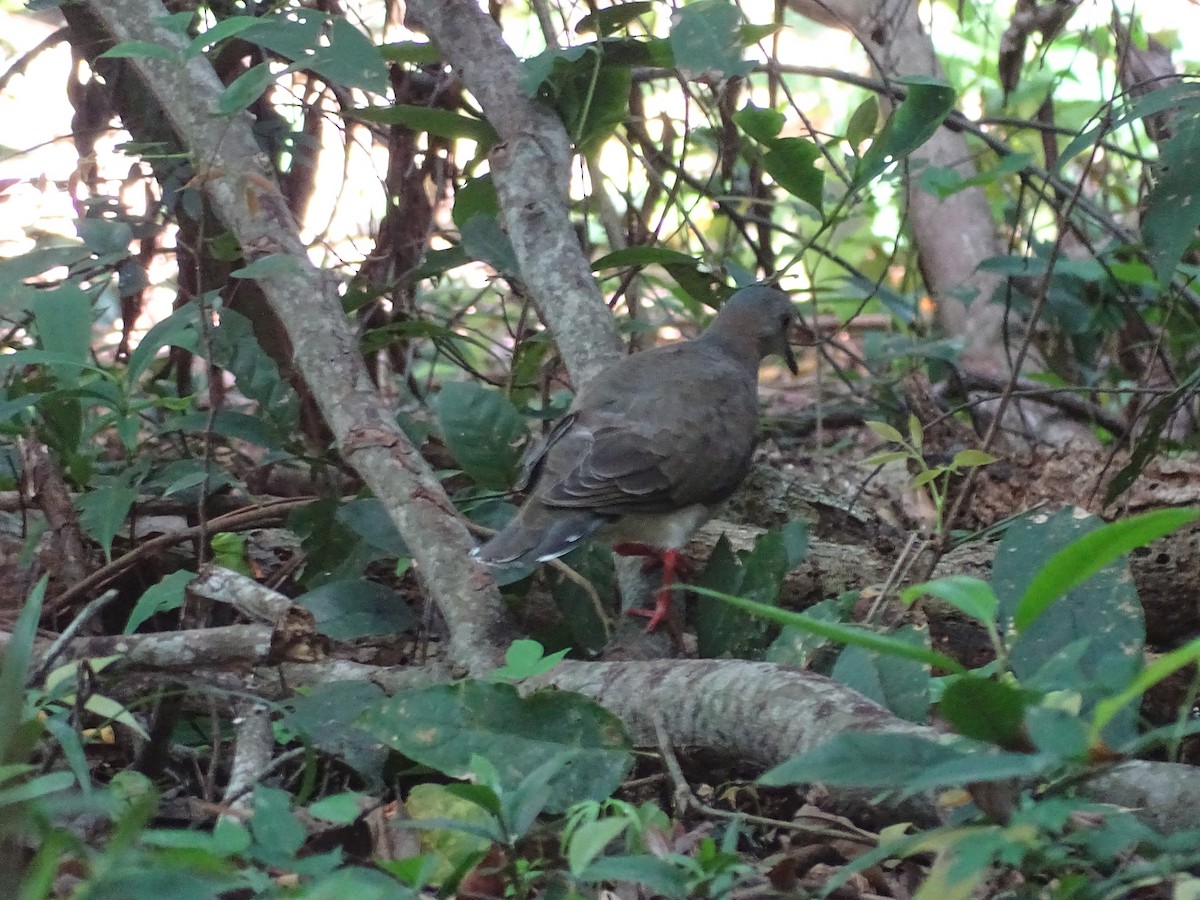 Caribbean Dove - ML608476308