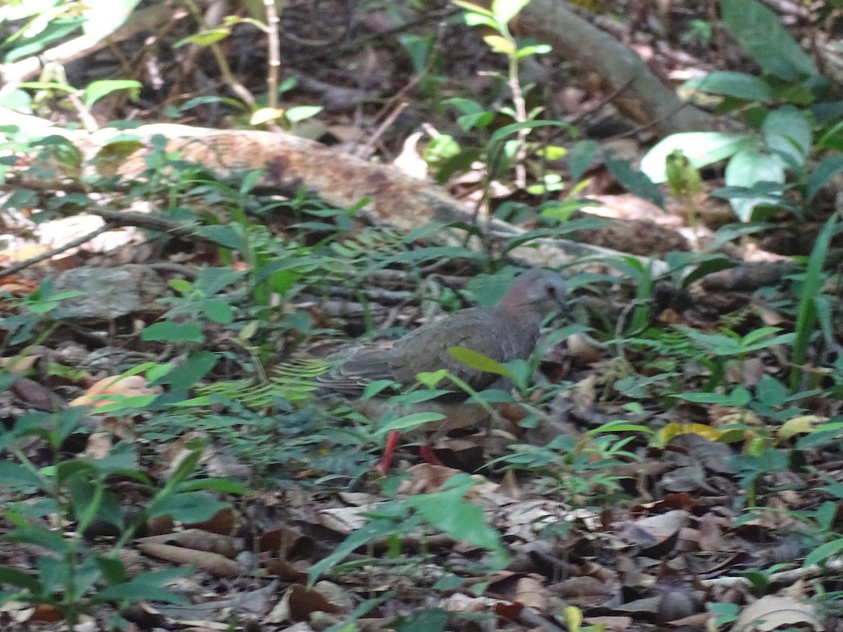 Caribbean Dove - ML608476309