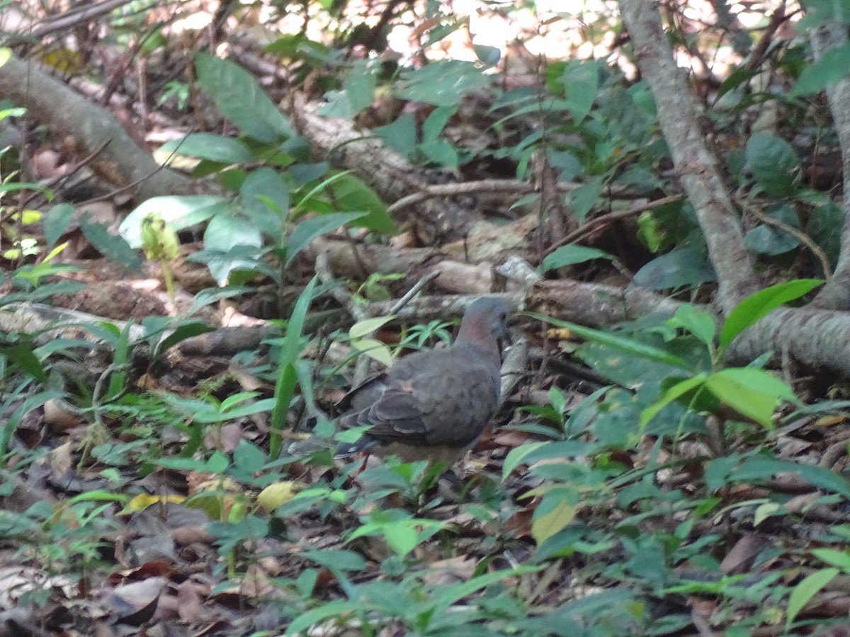 Caribbean Dove - ML608476310