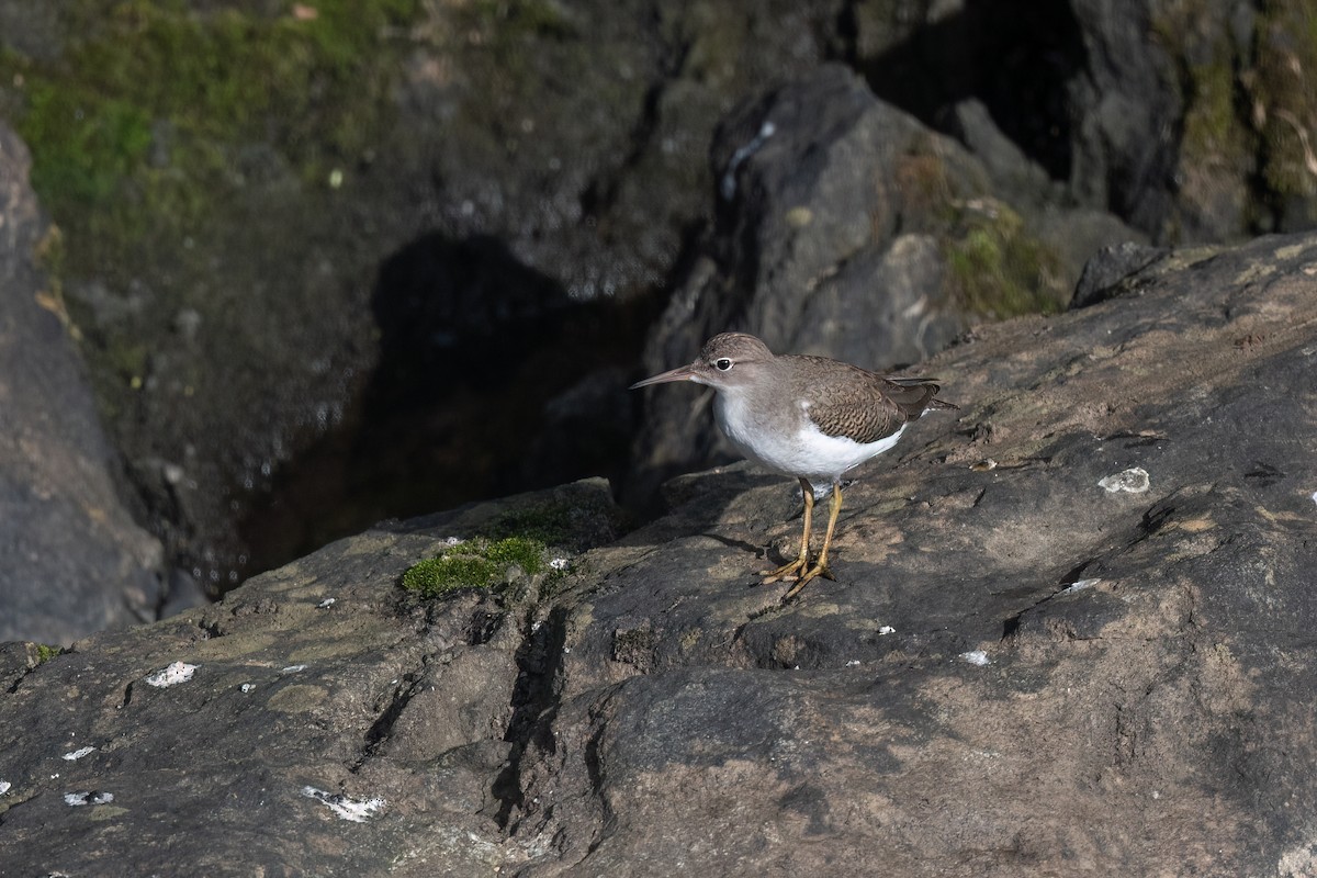 Spotted Sandpiper - ML608476314