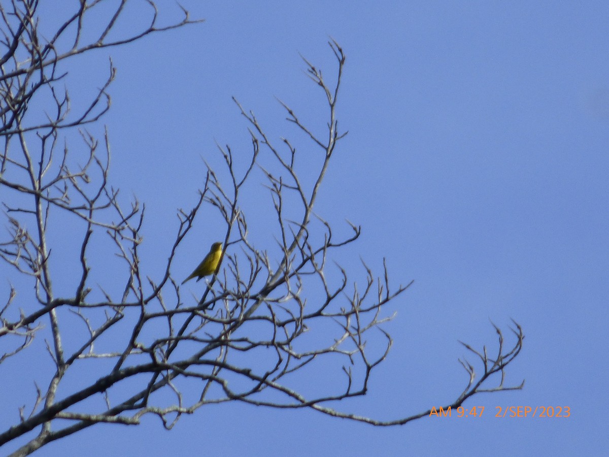 Yellow Warbler - ML608476317