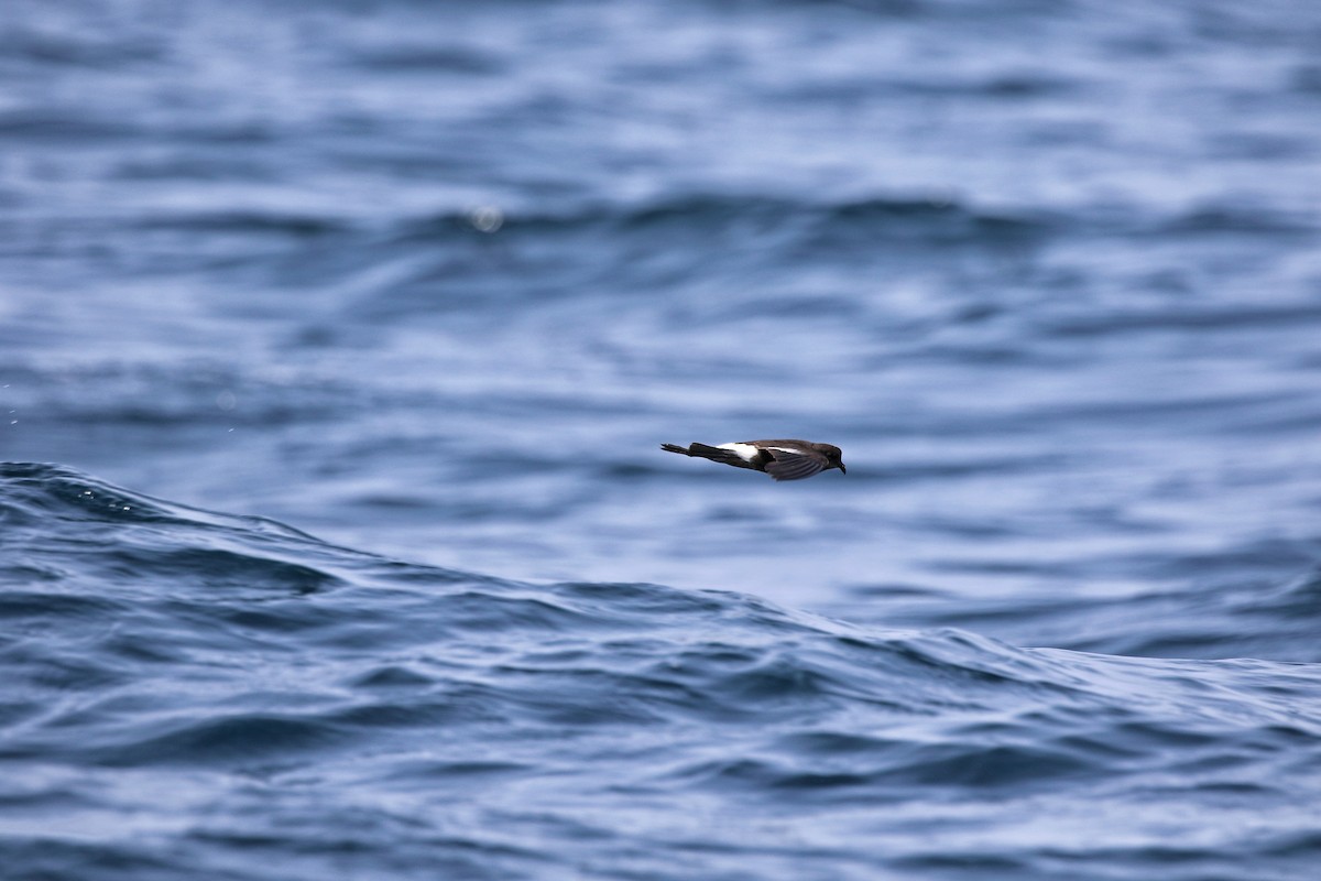 Wilson's Storm-Petrel - ML608476318