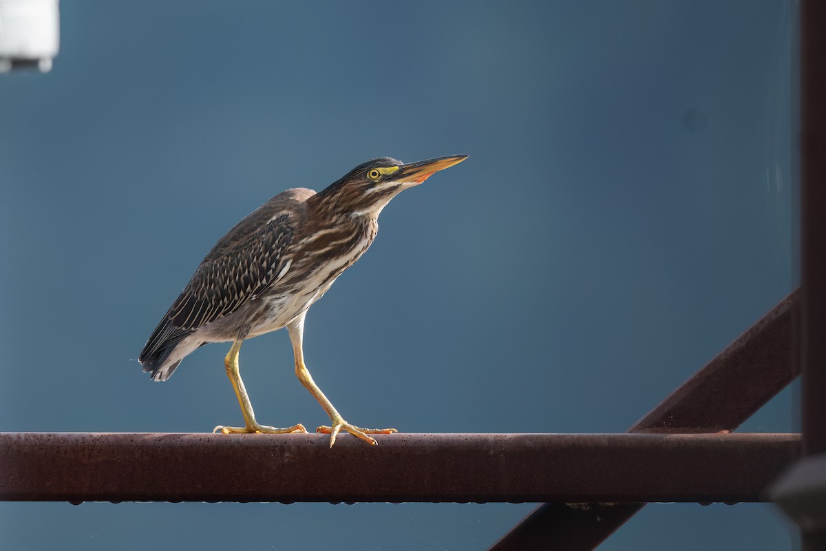 Green Heron - ML608476319