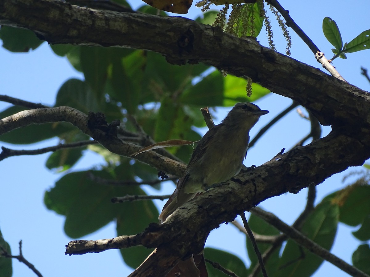 Yucatan Vireo - ML608476321