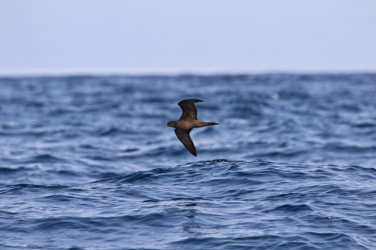 Jouanin's Petrel - ML608476322