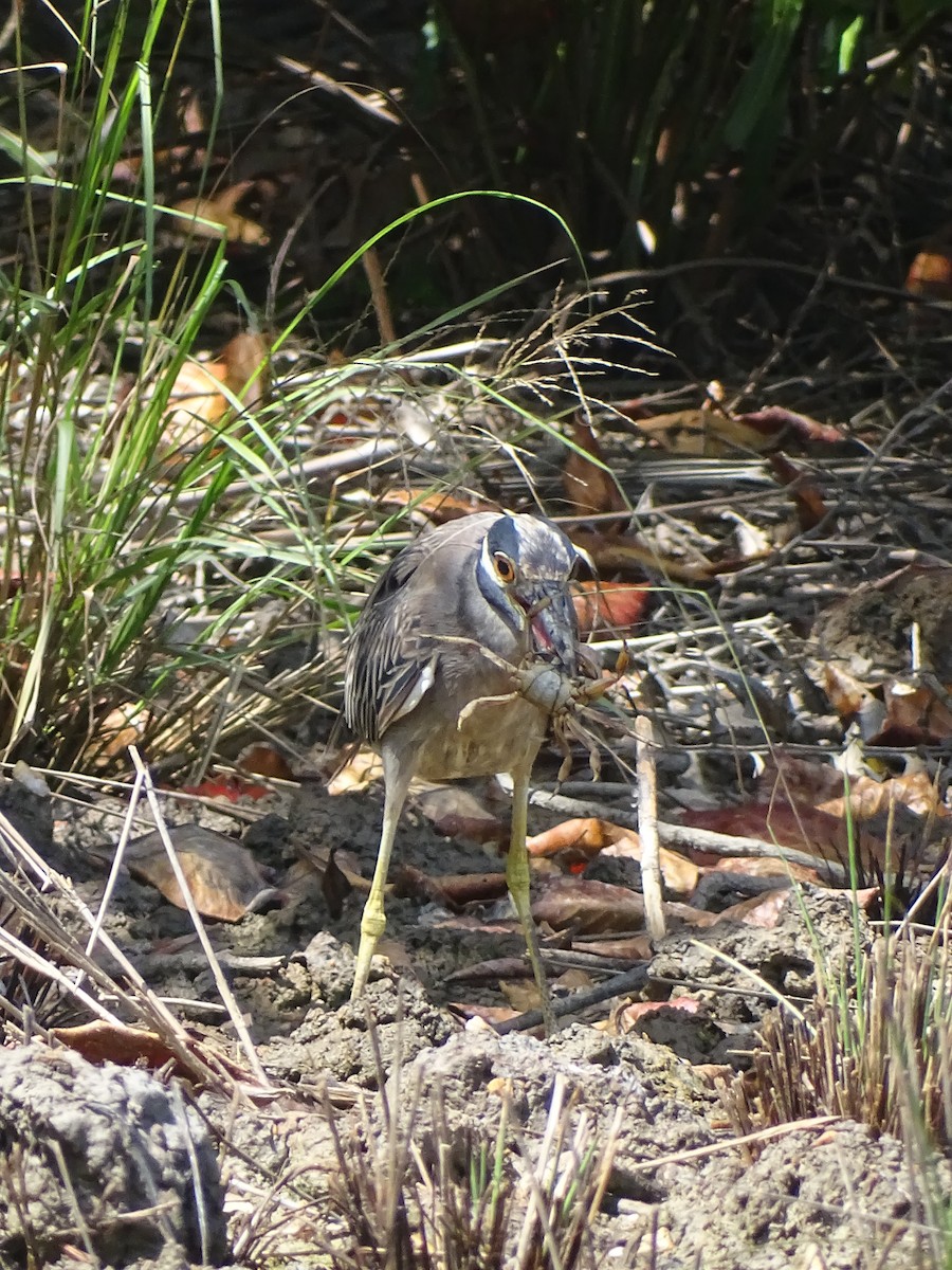 Yellow-crowned Night Heron - ML608476335