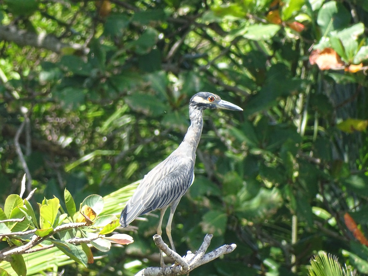 Yellow-crowned Night Heron - ML608476336