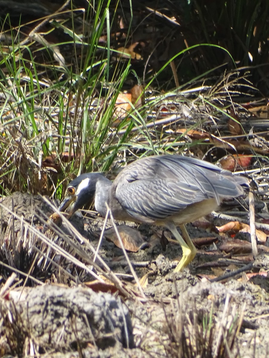 Yellow-crowned Night Heron - ML608476337