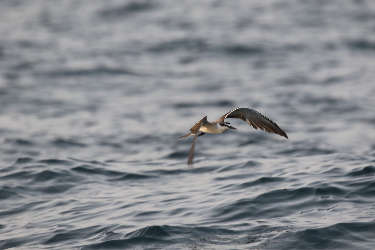 Bridled Tern - Majbah Mishu