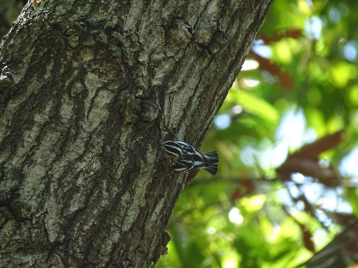 Black-and-white Warbler - ML608476413