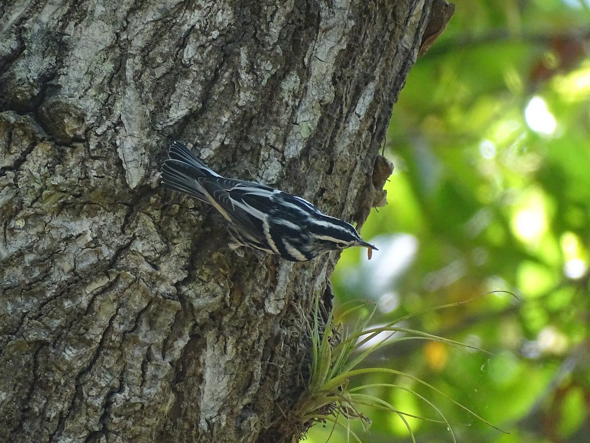 Black-and-white Warbler - ML608476414