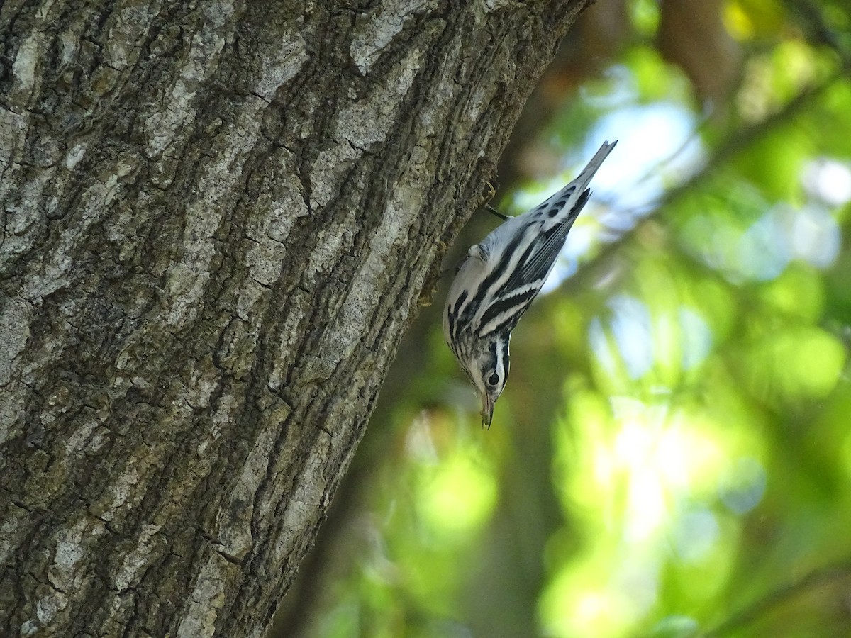 Black-and-white Warbler - ML608476415