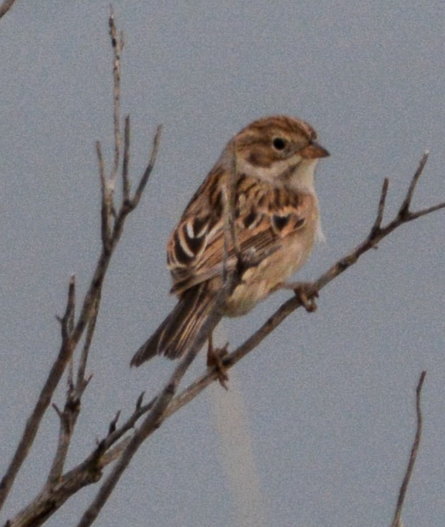 Brewer's Sparrow - ML608476424