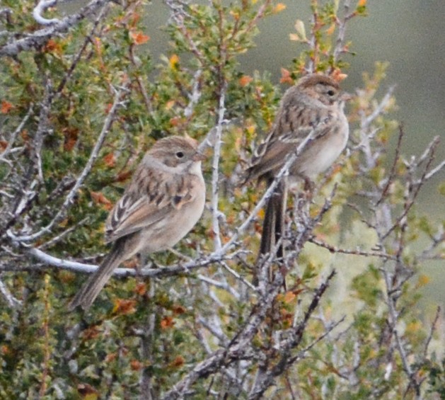 Brewer's Sparrow - ML608476427