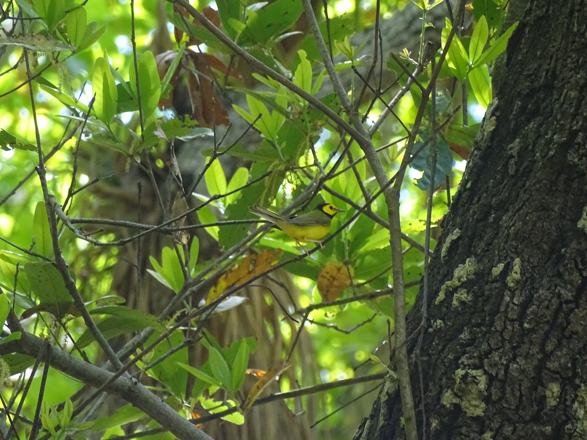Hooded Warbler - ML608476434