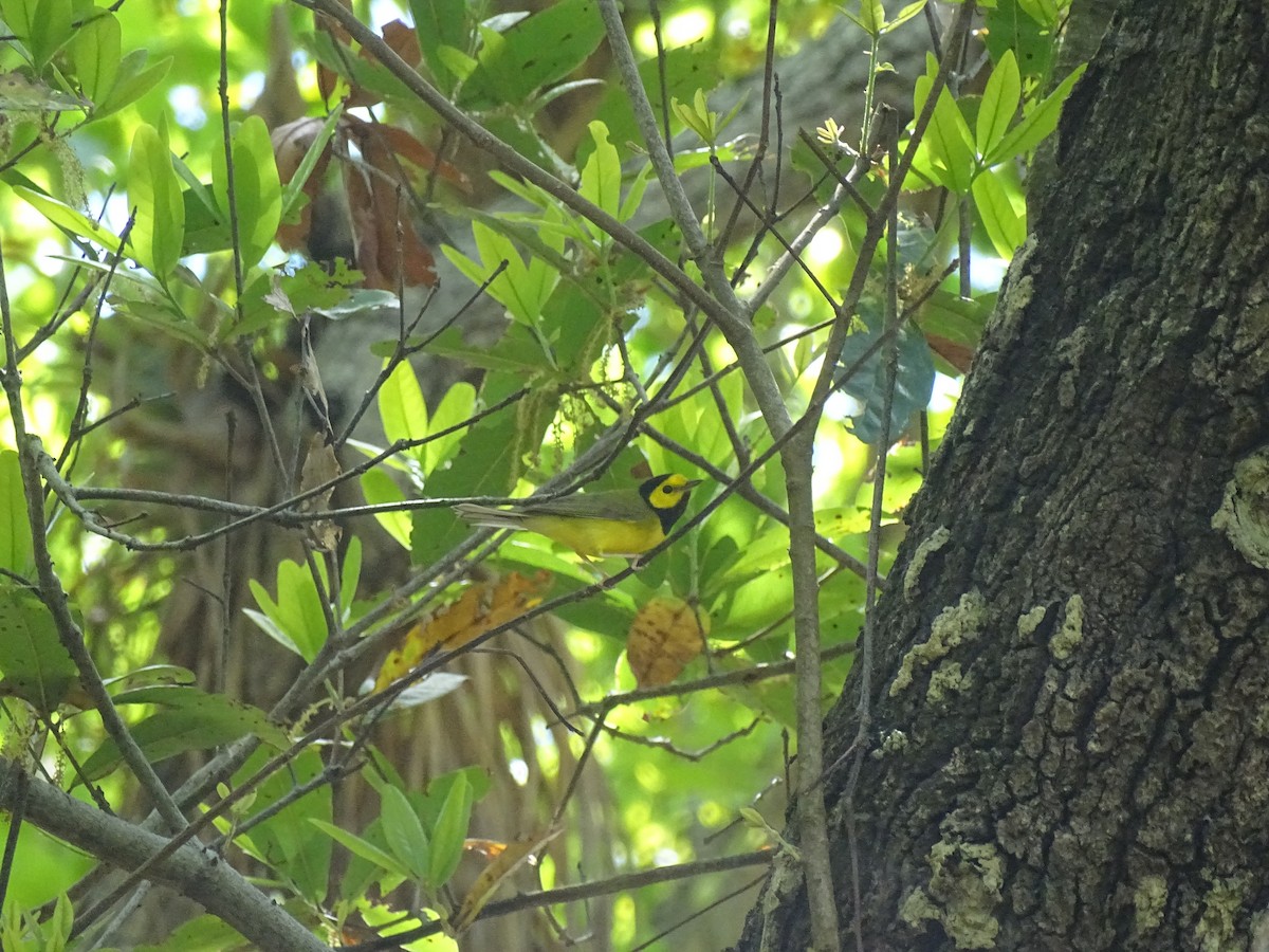 Hooded Warbler - ML608476435