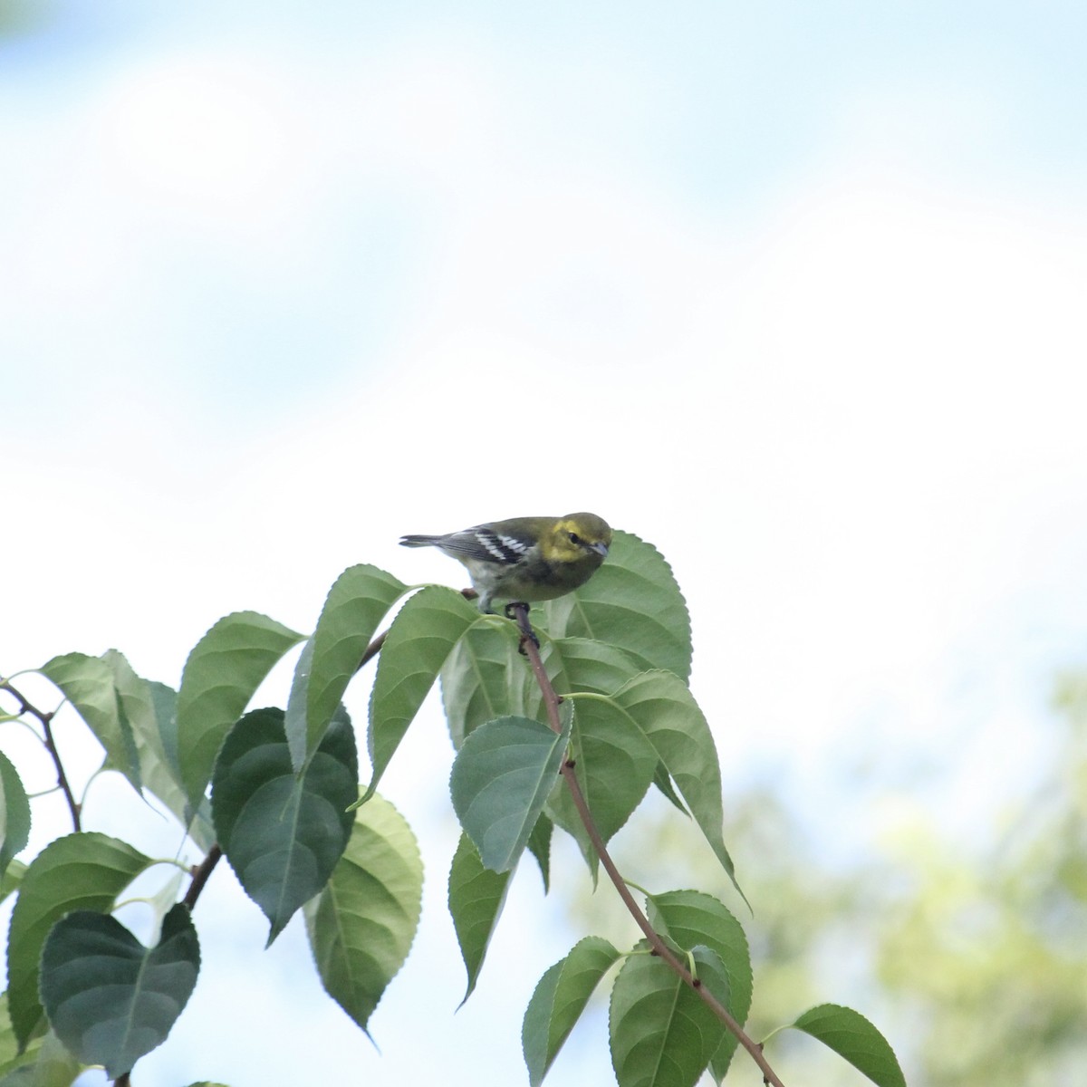 Black-throated Green Warbler - ML608476458