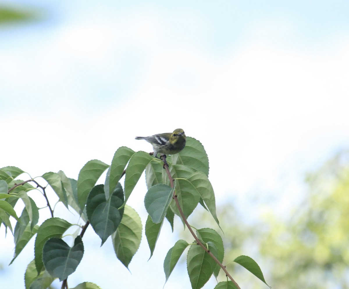 Black-throated Green Warbler - ML608476459