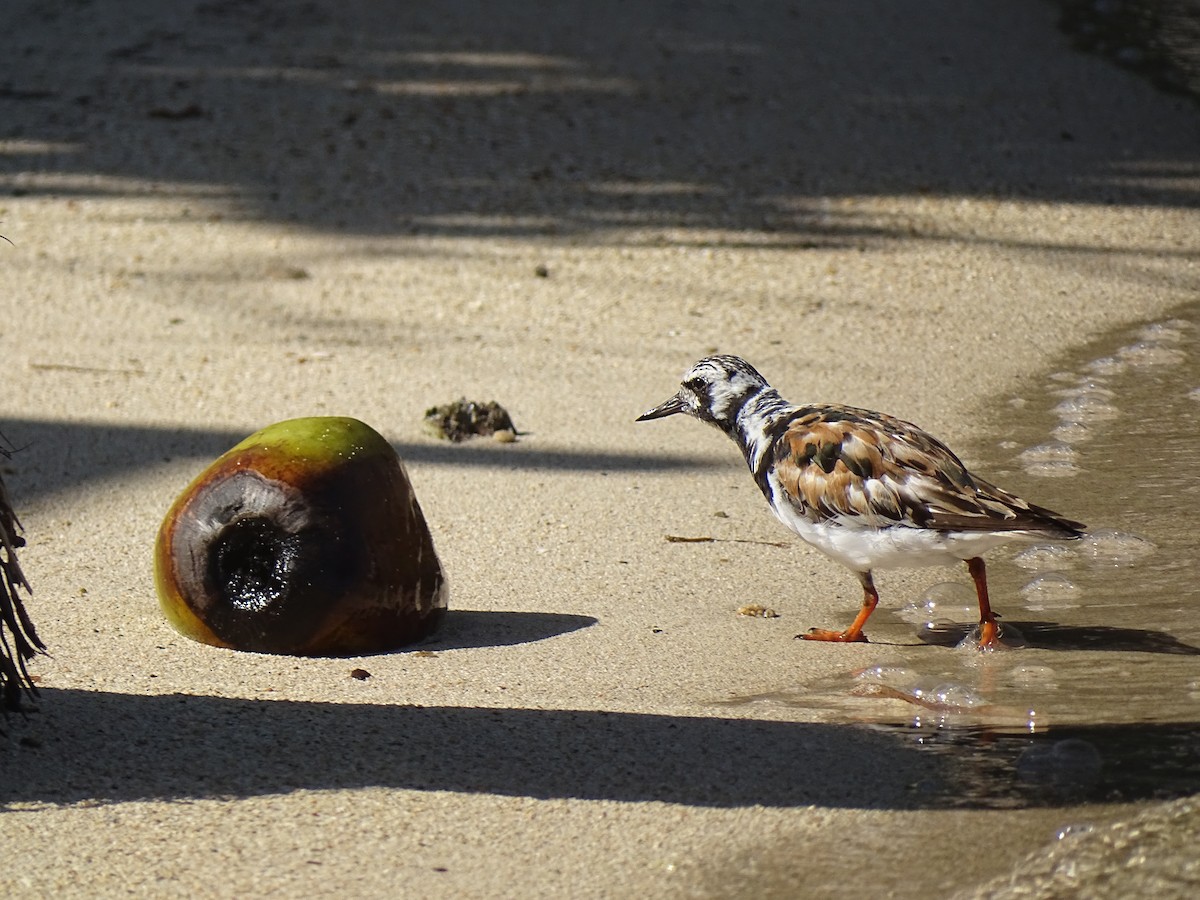 Ruddy Turnstone - ML608476509