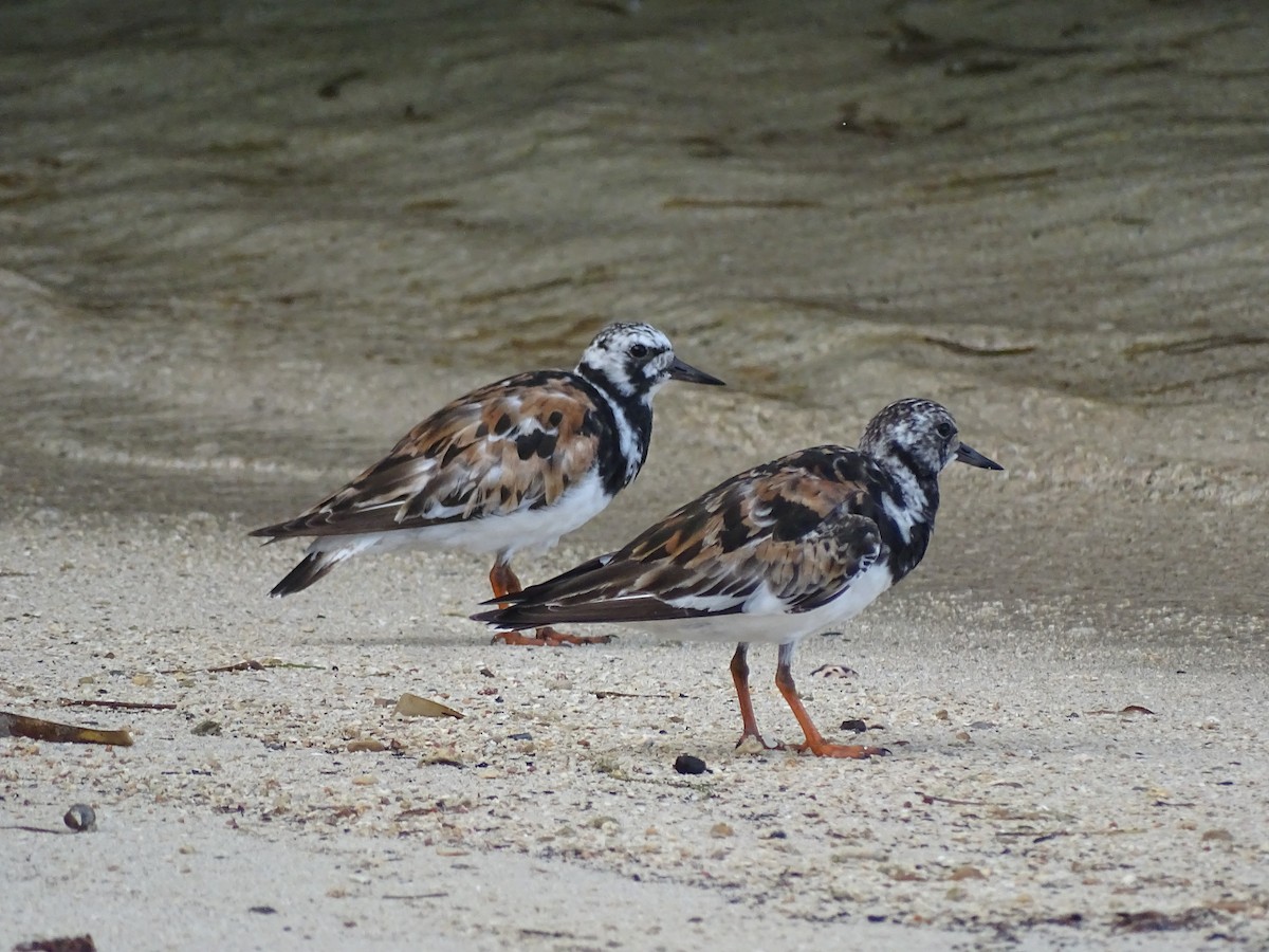 Ruddy Turnstone - ML608476510