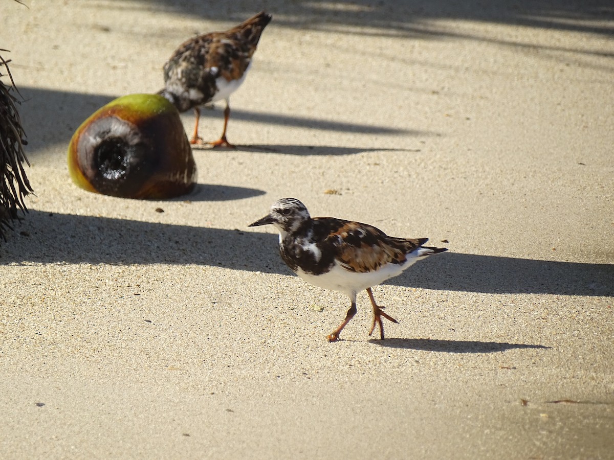 Ruddy Turnstone - ML608476511