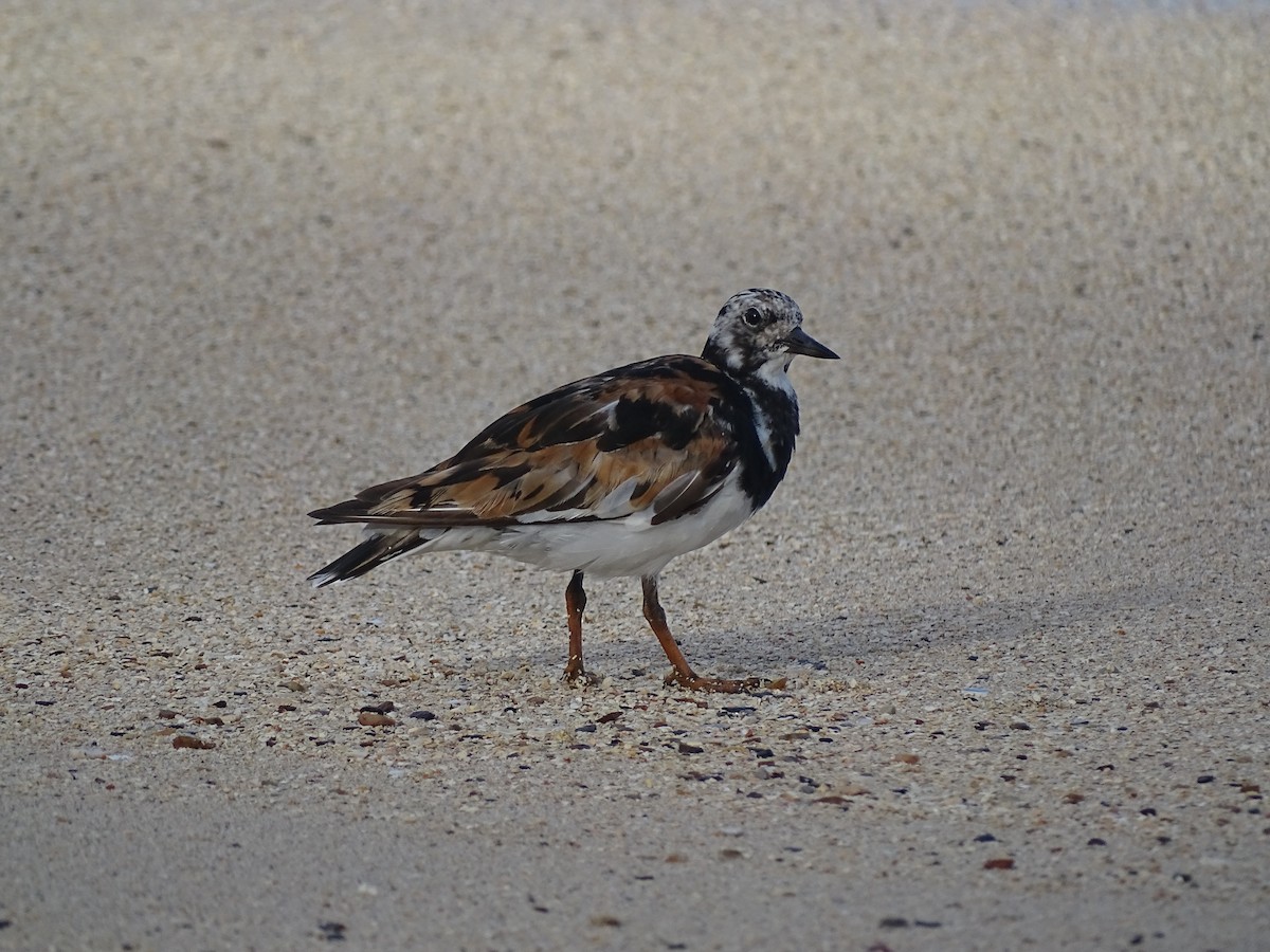 Ruddy Turnstone - ML608476512