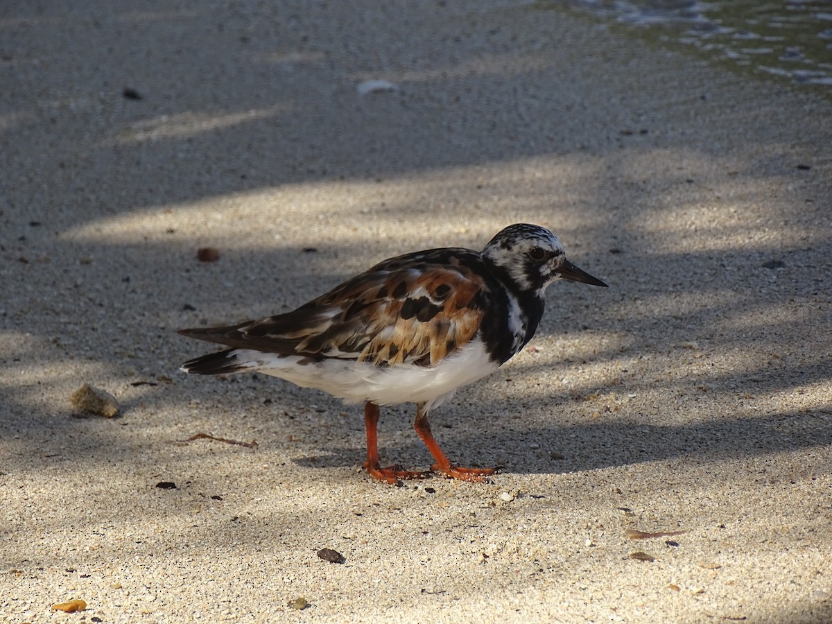 Ruddy Turnstone - ML608476514