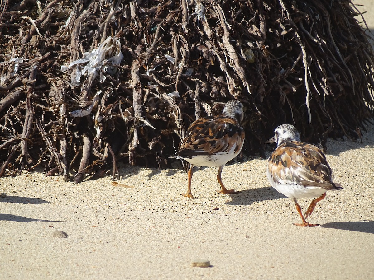 Ruddy Turnstone - ML608476515