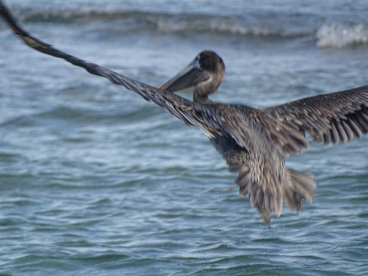 Brown Pelican - ML608476549
