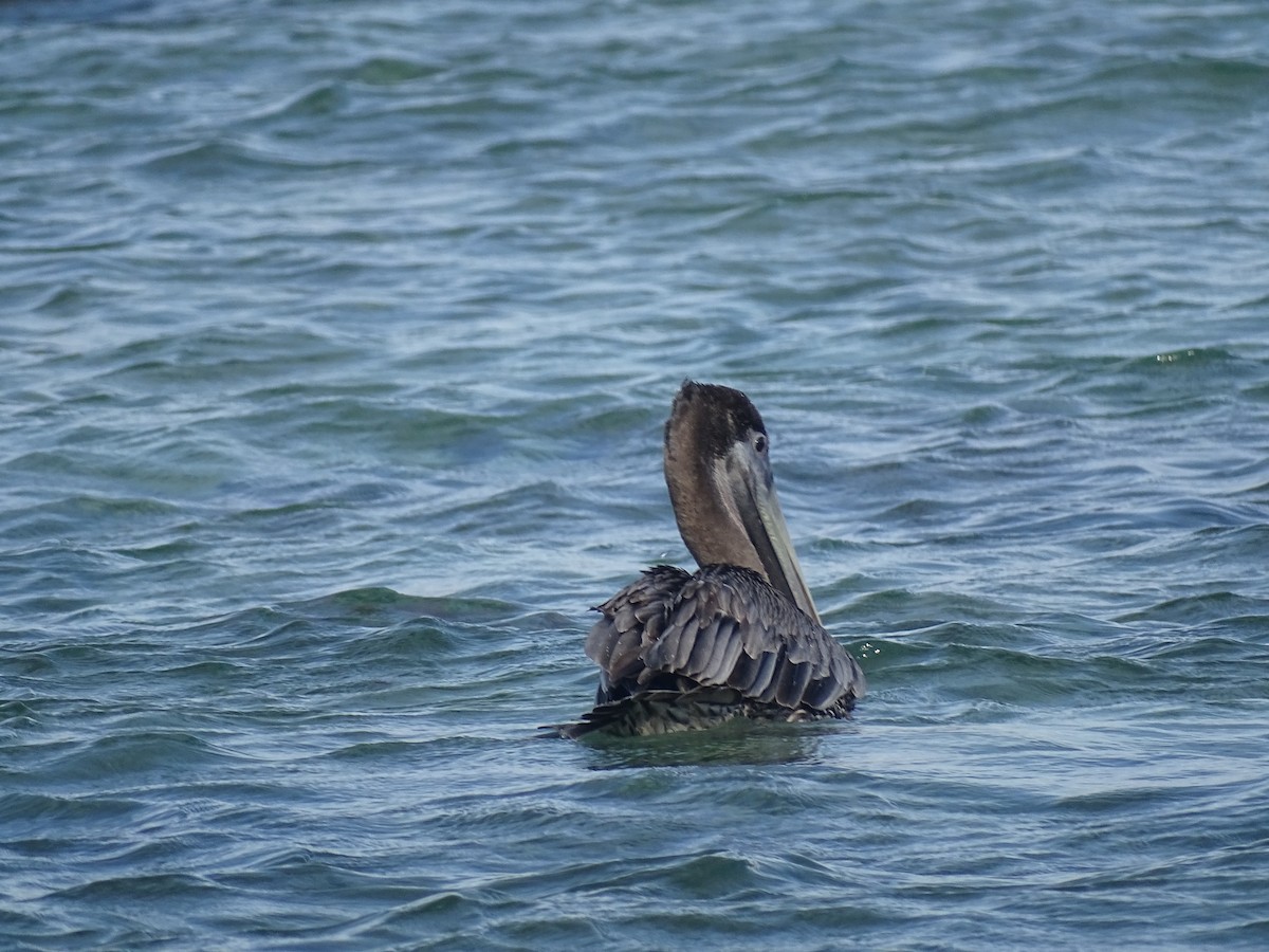 Brown Pelican - ML608476550