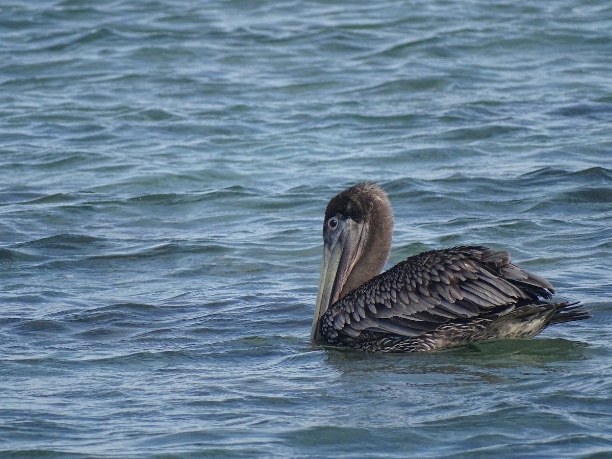 Brown Pelican - ML608476551
