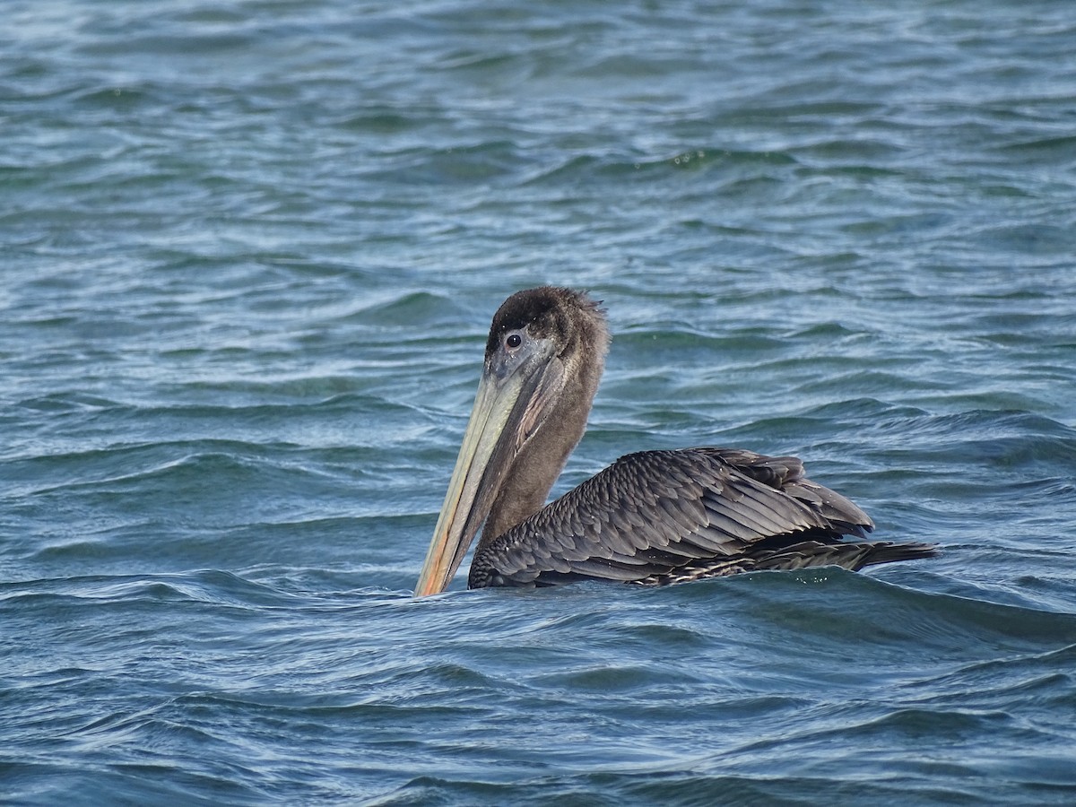 Brown Pelican - ML608476552