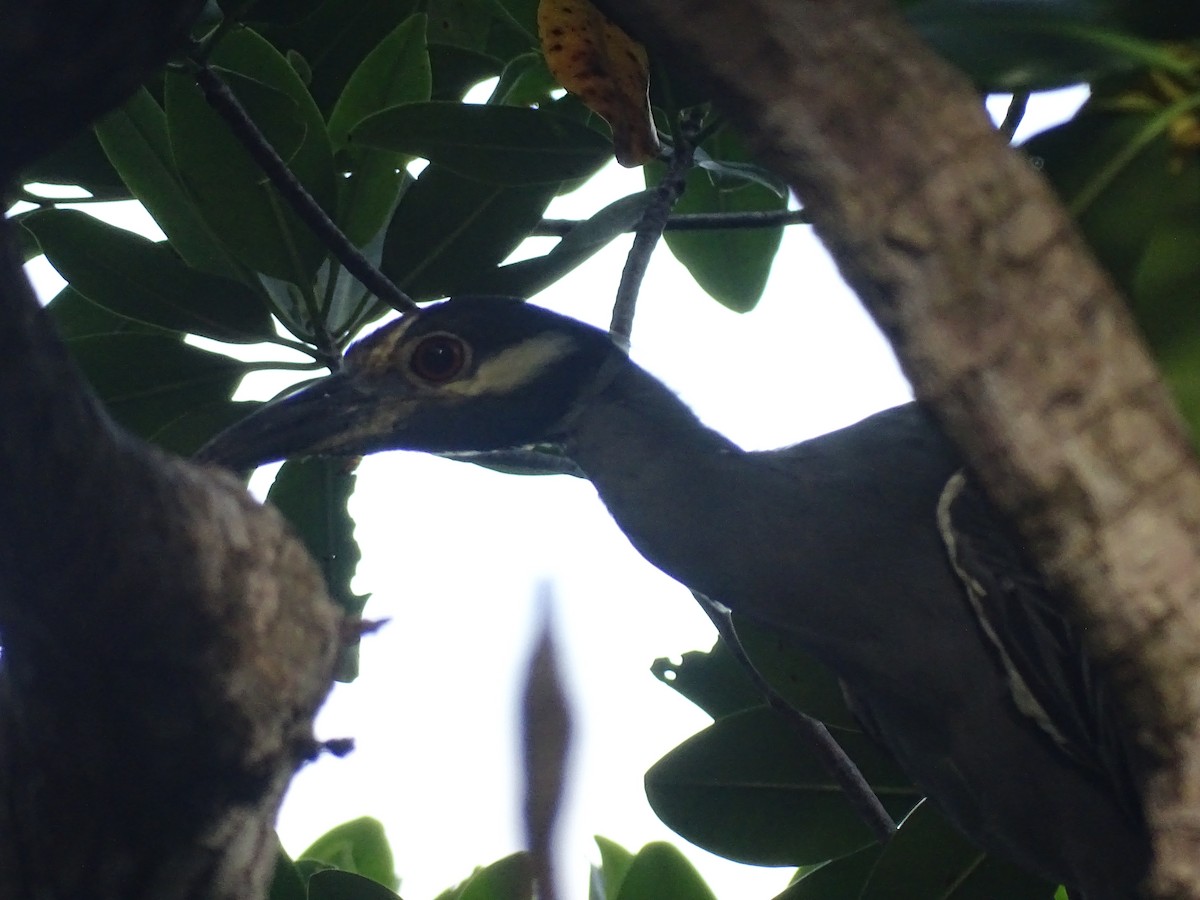 Yellow-crowned Night Heron - ML608476568