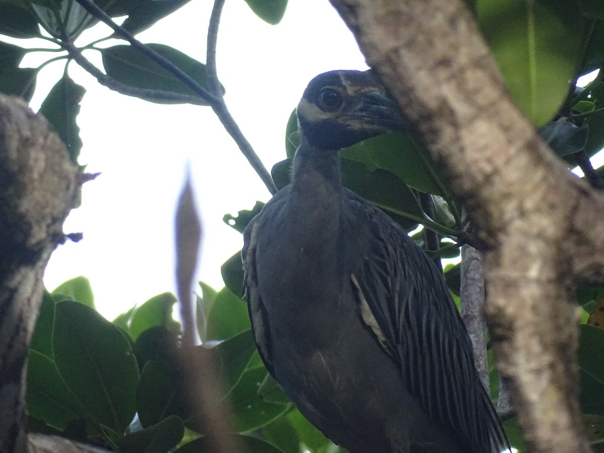 Yellow-crowned Night Heron - Lilian Ponce