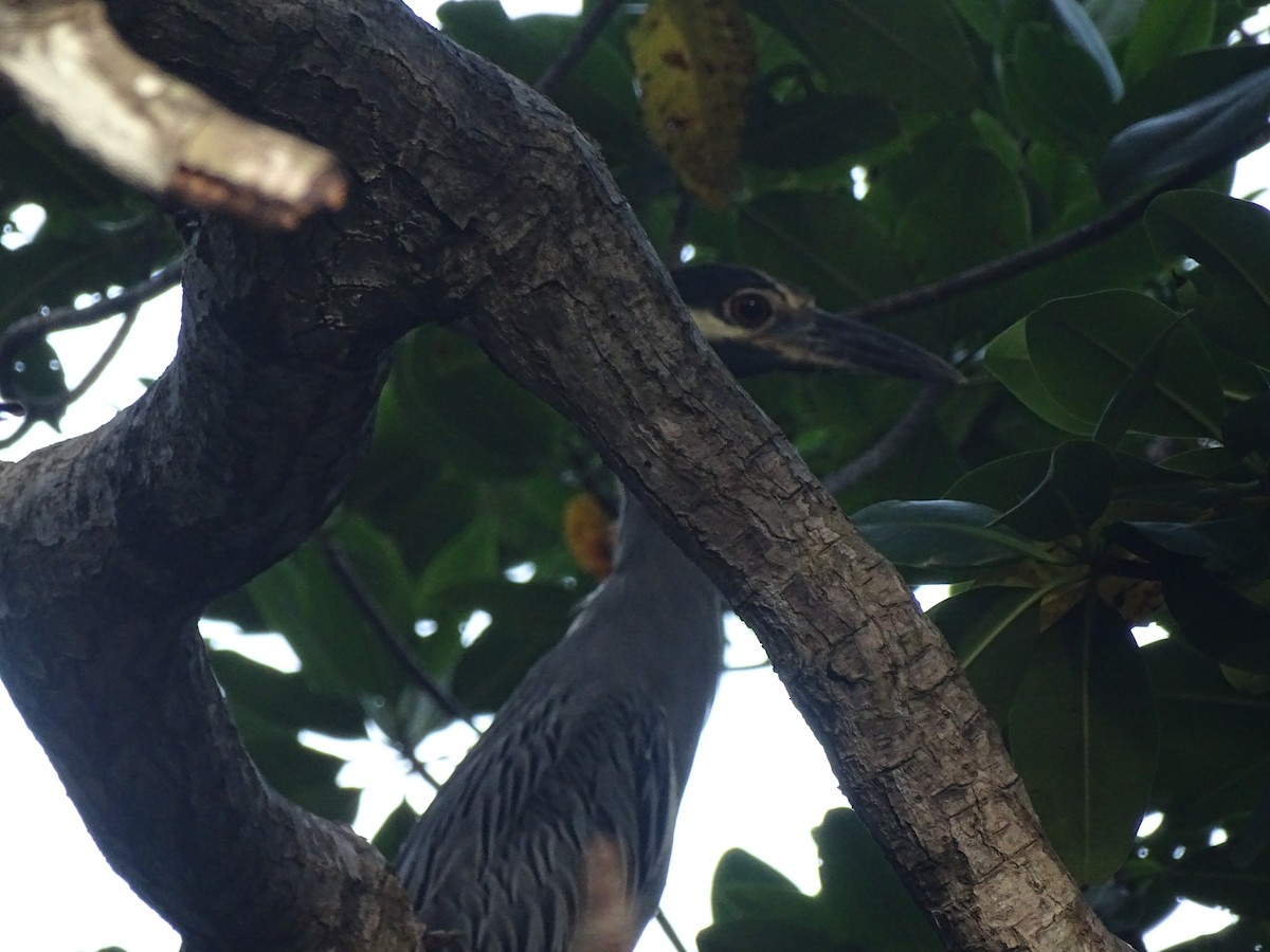 Yellow-crowned Night Heron - ML608476570