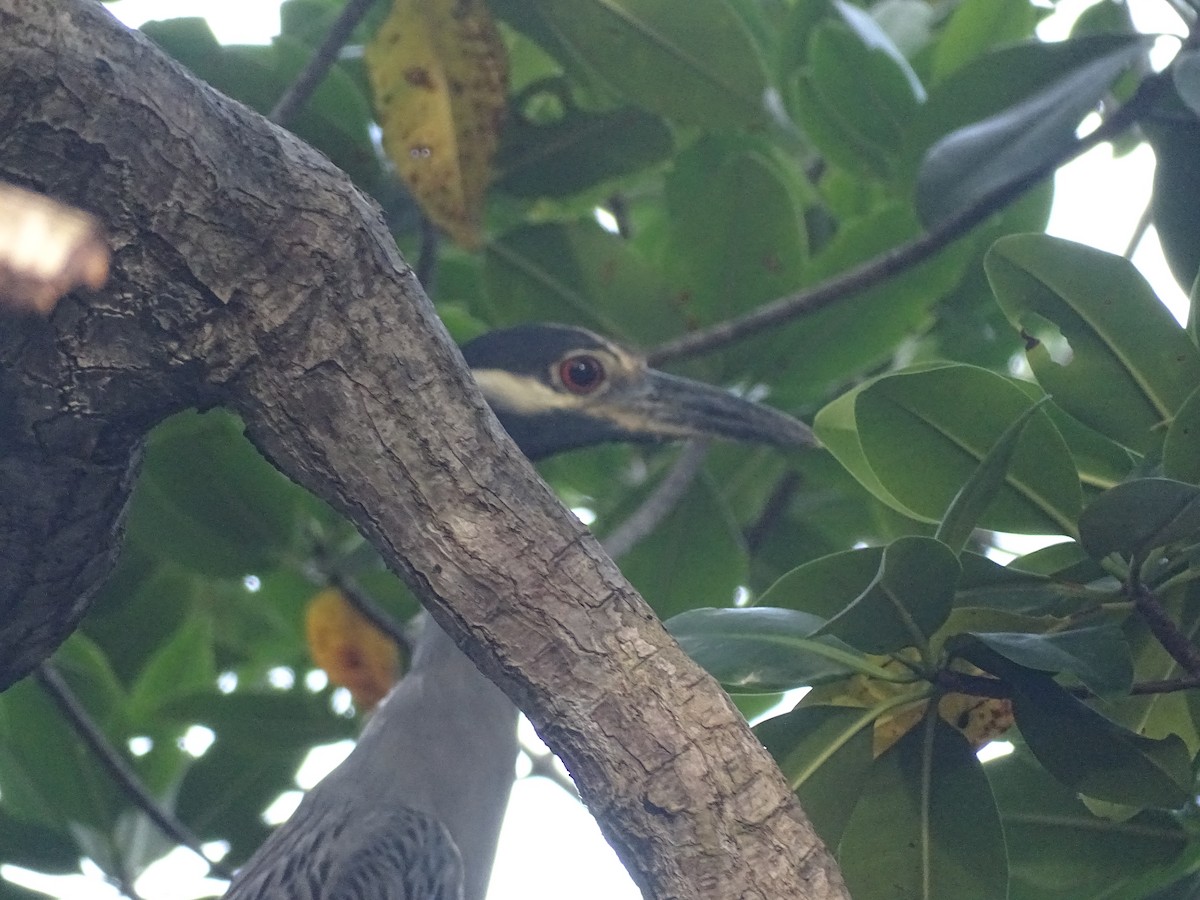 Yellow-crowned Night Heron - ML608476571