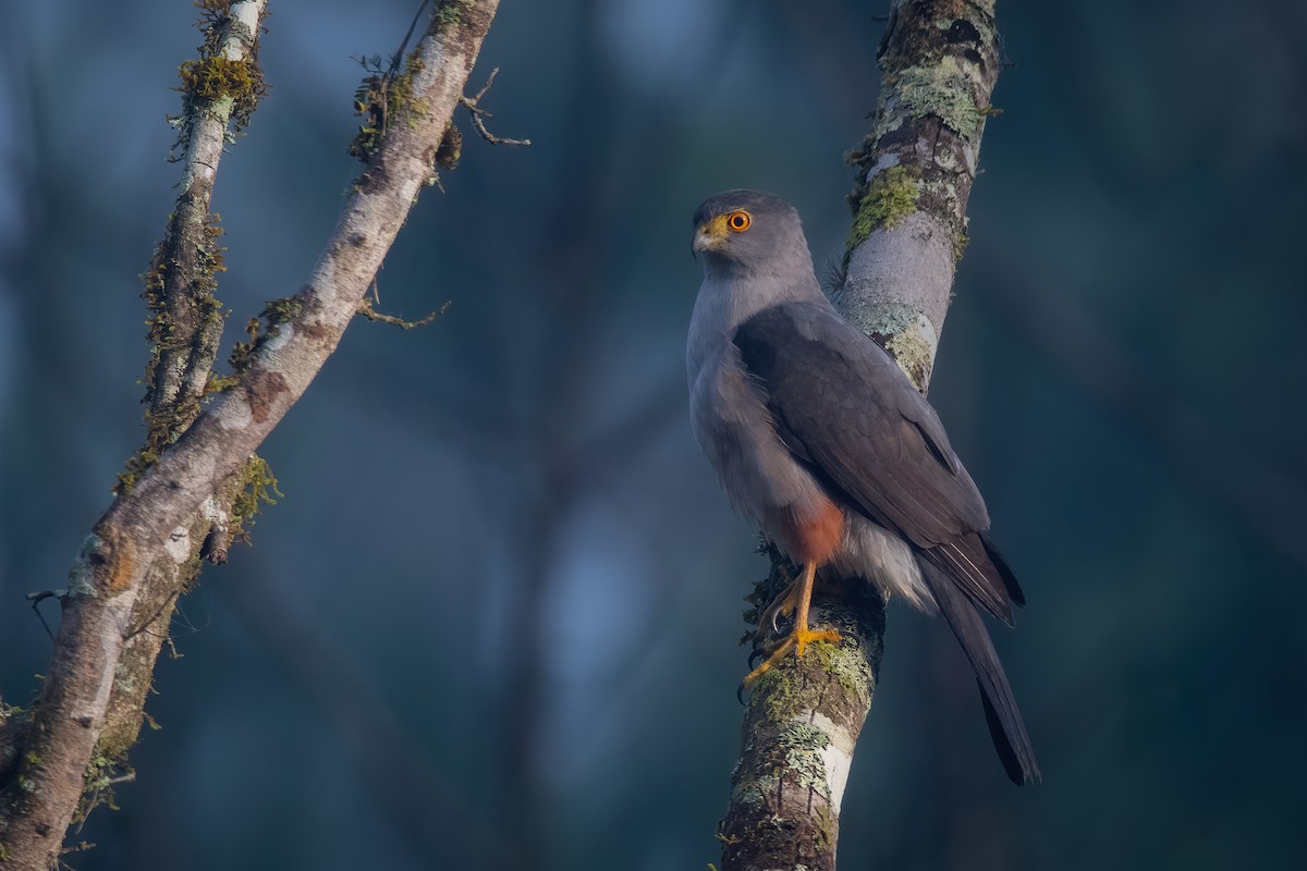 Bicolored Hawk - ML608476609