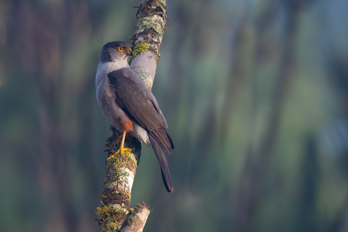 Bicolored Hawk - ML608476611