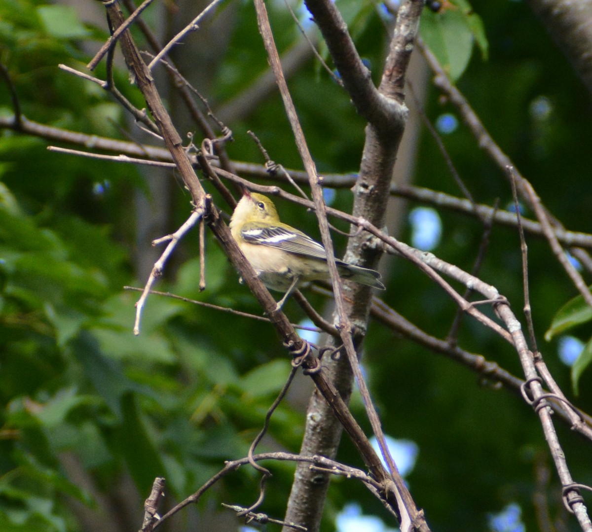 Bay-breasted Warbler - ML608476702