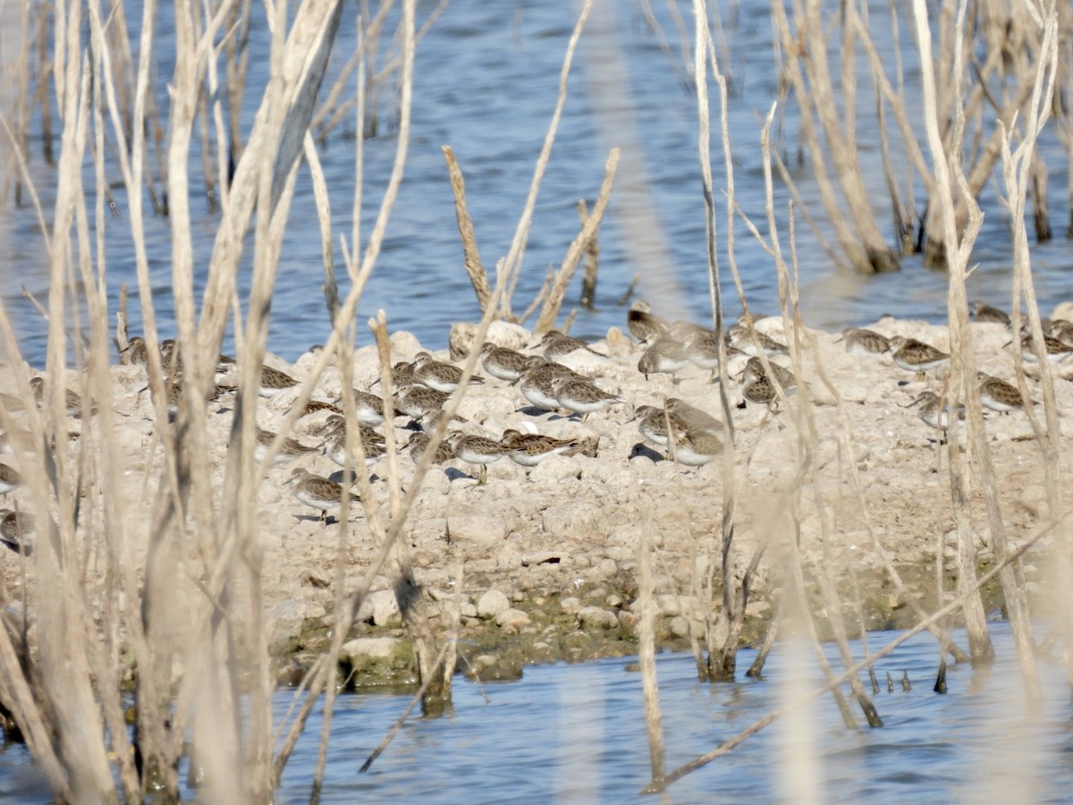 Least Sandpiper - ML608476711