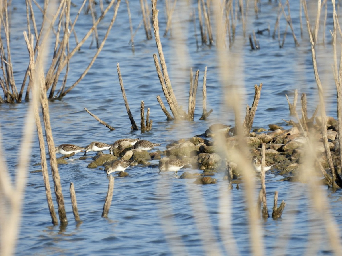 Western Sandpiper - ML608476716