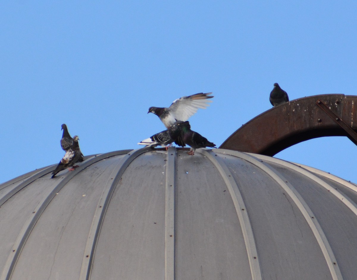 Rock Pigeon (Feral Pigeon) - James Campbell